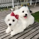 앨리스코리아켄넬 이미지