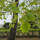 형제산업(주) | ■ 산림산업기사 실기(작업형) - 수목감별 자료공유 (1)