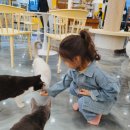 고양이카페 네이버블로그