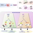 mitochondria dysfunction 그림 이해 이미지