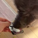 맘스유부 | 요아정두바이초코,야마야,구황작물빵,칸다라멘맛집,시부야맘스터치,와라야키야,제주딱새우라면,푸덱스2026