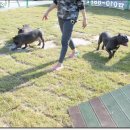 챔피언켄넬 이미지