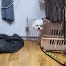 봉 그루밍 이미지