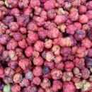 신두리농장 이미지