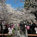 웅동 | 해군사관학교 셔틀버스 여좌천 로망스다리 경화역 벚꽃길 맛집 벚꽃 웅동 벚꽃단지 개화 아이와 후기