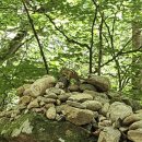 구덕산책로 숲길 | [평창 가볼만한곳] 기운 좋은 산, 강원도 오대산 월정사 전나무숲길 산책로 계곡 방문후기