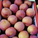 장사농장 이미지