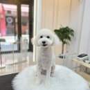 행복한 애견 미용 이미지