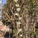 큰마을일번지세탁소 | 봄이 왔나 봄. 봄꽃 일번지 "소학정 마을"과 '화개장터'