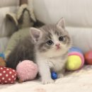 도라에몽 캐터리 | 대구고양이분양 내 가족이 될 반려묘와 특별한 인연 시작하기