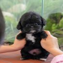 울산 강아지분양 미유펫 | 포항강아지분양 미유펫대구점 후기 🐾— 첫 강아지를 맞이하며 느낀 진짜 만족감