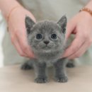 울산 고양이분양 미유펫 | 울산고양이분양 미유펫 친절한 분양처에서