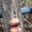 내린천펜션계곡사랑 이미지