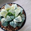 마이티농장 이미지