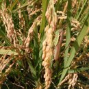 남궁농장 이미지