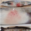 무지개송어의 비치사성 피부염 (Rash=Red mark syndrome) 이미지