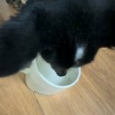 멍멍이가 있는 집 | 멍멍이대학 포우바이오틱스 강아지영양제 솔직 후기