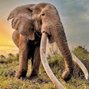 그냥 심심해서요. (43644) 수퍼 터스커(super tusker) 코끼리 이미지