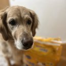뽀숑 | 대형견 배변패드 추천 /코코뽀숑 사용 후기 | 반려견 배변 패드 추천 🐶