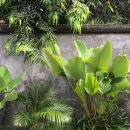 팜스발리 이미지