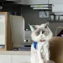 고양이의 산책:묘책 이미지