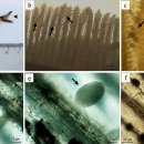 양식 Sardinella brasiliensis의 Amyloodinium과 황산구리에 의한 치료 이미지