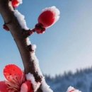 Maehwa blossoms in sno 설중매 이미지