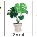 생활원예(반려식물) 이미지
