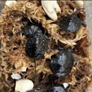 요세라코리아 이미지