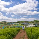 청보리목장 이미지