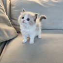 대전충청 영상안과 동물병원 | 대전렉돌분양, 우리집 천사 같은 렉돌 이야기