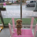 the 굿 dog 이미지