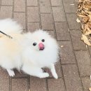 푸른힐동물병원 | 우리 댕댕이 건강 지키기 , 푸른힐동물병원 심장사상충 예방 안내