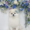 쌍금이네 이미지