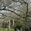 소방서 옆 새희망공원 | 제주 봄꽃 명소 튤립, 수선화 구경하며 산책하기 좋은 한림공원