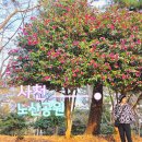 초록마을(경상남도 삼천포점) | 사천 노산공원 동백꽃 벌써 만개? 삼천포 해안공원 이른 동백 산책기