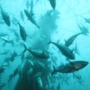 참좋은참치 이미지