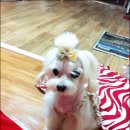달샘 Daum카페