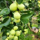 찬송농장 이미지