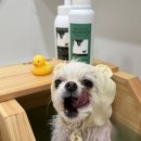 라이크몽 이미지