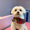 그루밍공화국 이미지