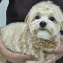 해뜨는 동물병원 이미지