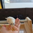 앵무새카페 이미지