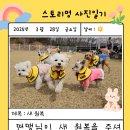 스토리멍 여수애견호텔/여수애견유치원 | [여수에견호텔/여수애견유치원]스토리멍 멍장군들의 야외활동시간