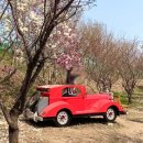 창락제1농로 | 3월 넷째주 <김해 목련숲> 재방문후기+개화상황, 소요시간, 주차정보 공유