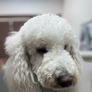 비비안살롱 이미지