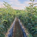 성보농원 이미지