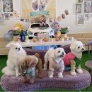 도그빌리지 이미지