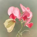 스위트피(sweetpea) 이미지