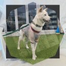 독립켄넬(소규모) | 아산 강아지보호소 장모닥스훈트입양 지역 특성을 고려한 현실적 선택